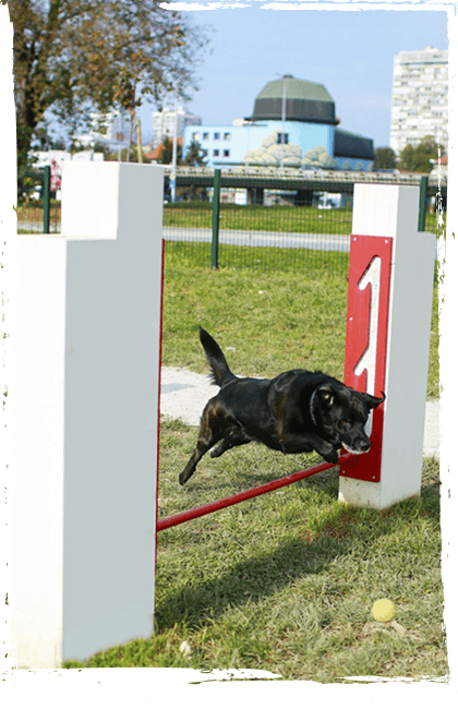 Canine park equipment catalogue category icon